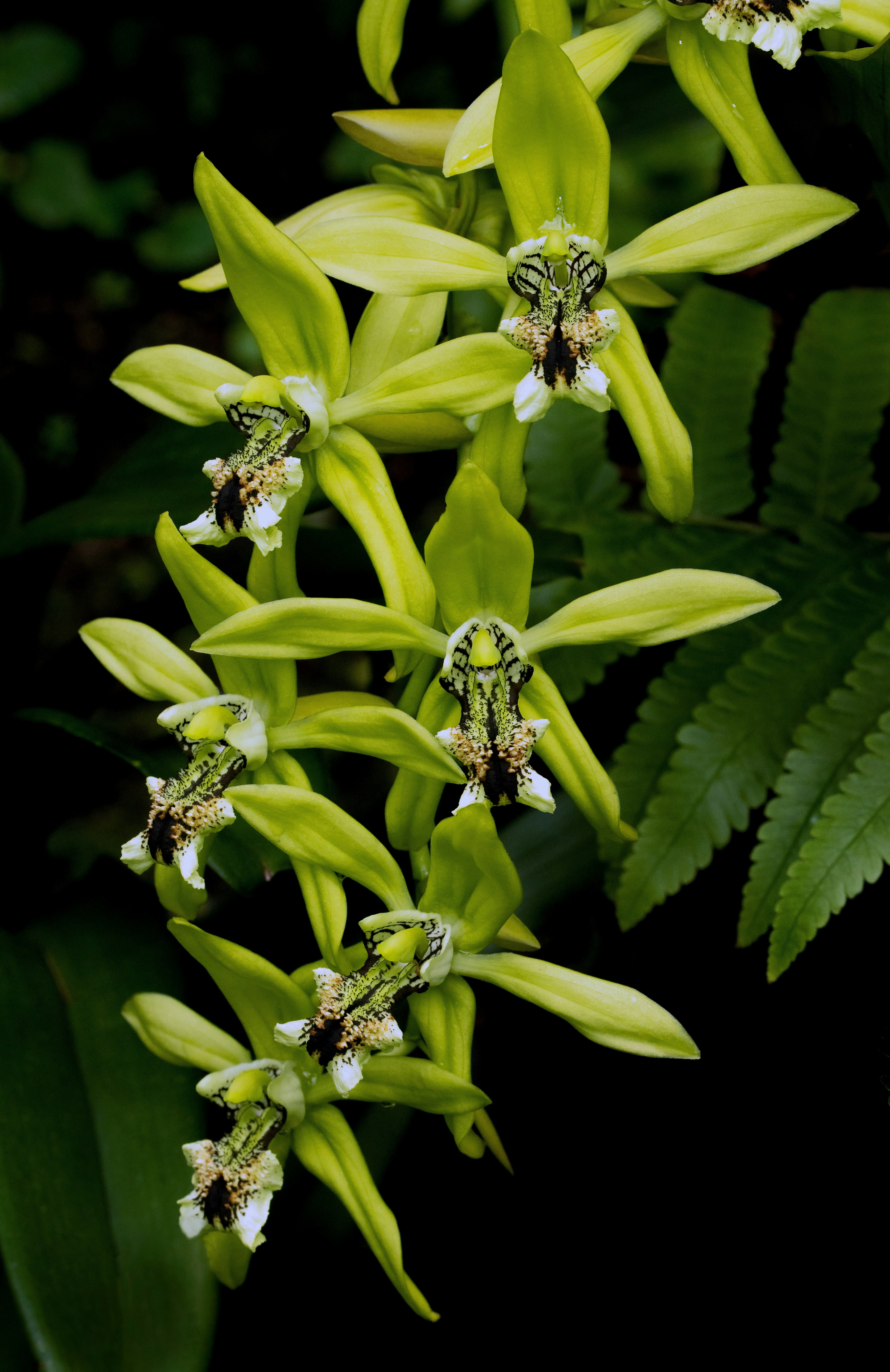 green and black insect on green plant